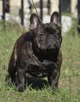 Travis , a male French Bulldog for sale in Ocala, FL – 9 of 10