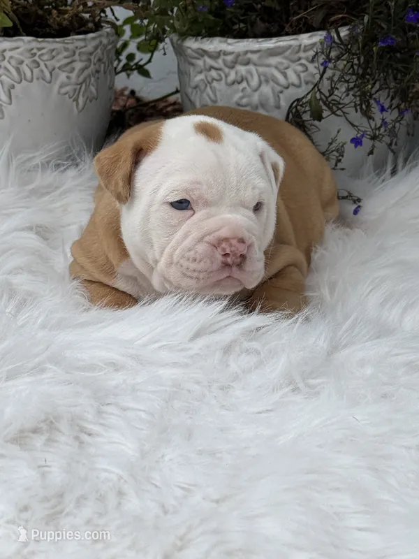 Caroline  – Olde English Bulldogge puppy for sale in Ocala, FL