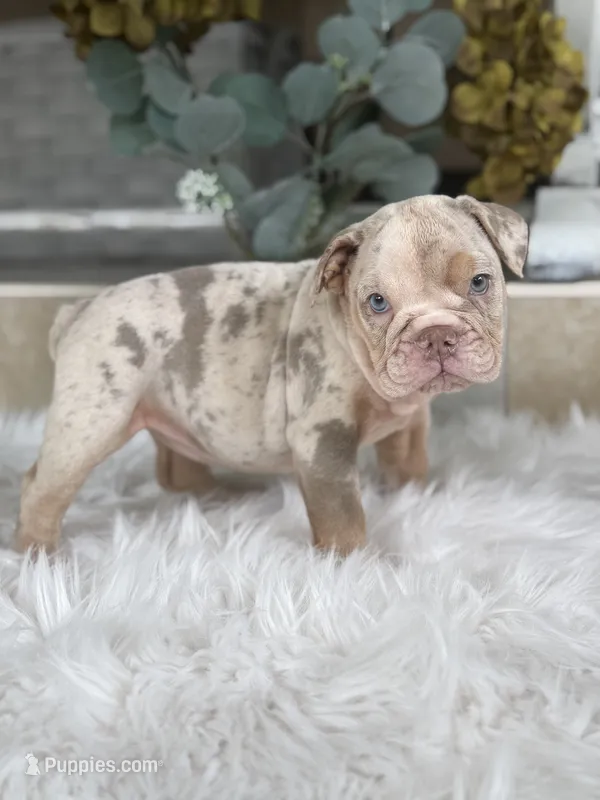 Amber  – Olde English Bulldogge puppy for sale in Ocala, FL
