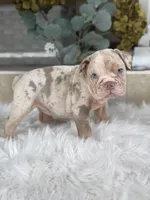 Amber , a female Olde English Bulldogge for sale in Dunnellon, FL – 1 of 10