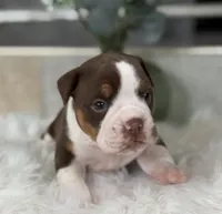 Laura , a female Olde English Bulldogge for sale in Dunnellon, FL – 10 of 10