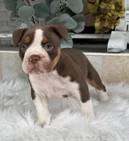 Laura , a female Olde English Bulldogge for sale in Dunnellon, FL – 3 of 10