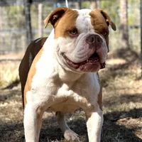 FRED , a male Olde English Bulldogge for sale in Ocala, FL – Photo 1 of 10