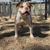 FRED , a male Olde English Bulldogge for sale in Ocala, FL – Photo 7 of 10