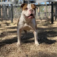 FRED , a male Olde English Bulldogge for sale in Ocala, FL – Photo 6 of 10