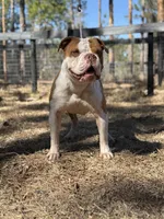 processed/b46ad231-2ead-44d2-b271-977f4ef3a462/listing/554147b2-ba0d-4017-a769-cc85743a762f/49a7848f-4d8a-4263-88da-f73f41304589