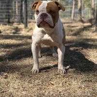 FRED , a male Olde English Bulldogge for sale in Ocala, FL – Photo 8 of 10