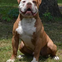 FRED , a male Olde English Bulldogge for sale in Ocala, FL – Photo 9 of 10
