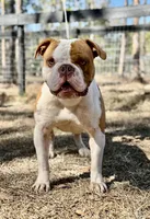 processed/b46ad231-2ead-44d2-b271-977f4ef3a462/listing/554147b2-ba0d-4017-a769-cc85743a762f/779366d5-296f-4c7e-950b-f663e358d193