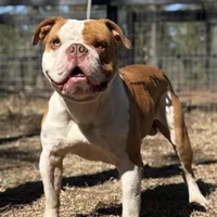 FRED , a male Olde English Bulldogge for sale in Ocala, FL – Photo 2 of 10