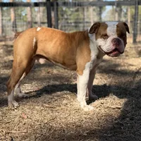 FRED , a male Olde English Bulldogge for sale in Ocala, FL – Photo 5 of 10