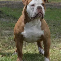 FRED , a male Olde English Bulldogge for sale in Ocala, FL – Photo 10 of 10