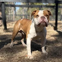 FRED , a male Olde English Bulldogge for sale in Ocala, FL – Photo 4 of 10