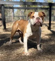 processed/b46ad231-2ead-44d2-b271-977f4ef3a462/listing/554147b2-ba0d-4017-a769-cc85743a762f/fc7f8b85-bdf2-42a0-b479-9eb3ed4a0fa5