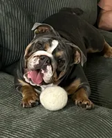 Tony , a male English Bulldog for sale in Dunnellon, FL – 7 of 9