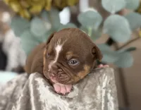 BRICE , a male Olde English Bulldogge for sale in Ocala, FL – 2 of 9
