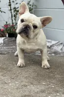 Tory , a male French Bulldog for sale in Ocala, FL – 6 of 10