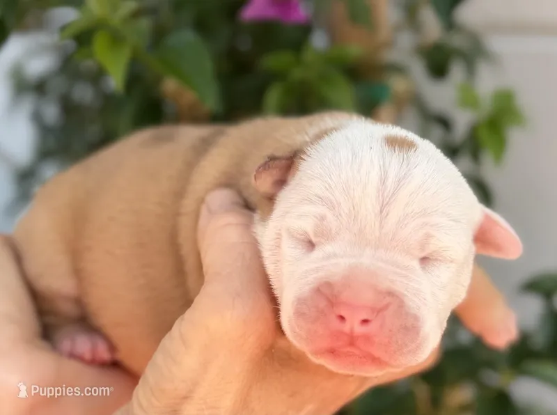 Caroline  – Olde English Bulldogge puppy for sale in Ocala, FL