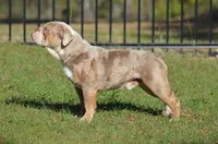 Caroline , a female Olde English Bulldogge for sale in Ocala, FL – Photo 8 of 10