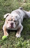 Caroline , a female Olde English Bulldogge for sale in Ocala, FL – Photo 6 of 10