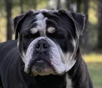 Caroline , a female Olde English Bulldogge for sale in Ocala, FL – Photo 9 of 10