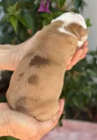 Caroline , a female Olde English Bulldogge for sale in Ocala, FL – Photo 3 of 10