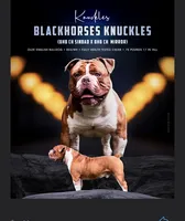 BRICE , a male Olde English Bulldogge for sale in Ocala, FL – 7 of 9