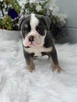Tody , a male Olde English Bulldogge for sale in Ocala, FL – 4 of 10