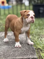 Sara , a female Olde English Bulldogge for sale in Dunnellon, FL – 10 of 10