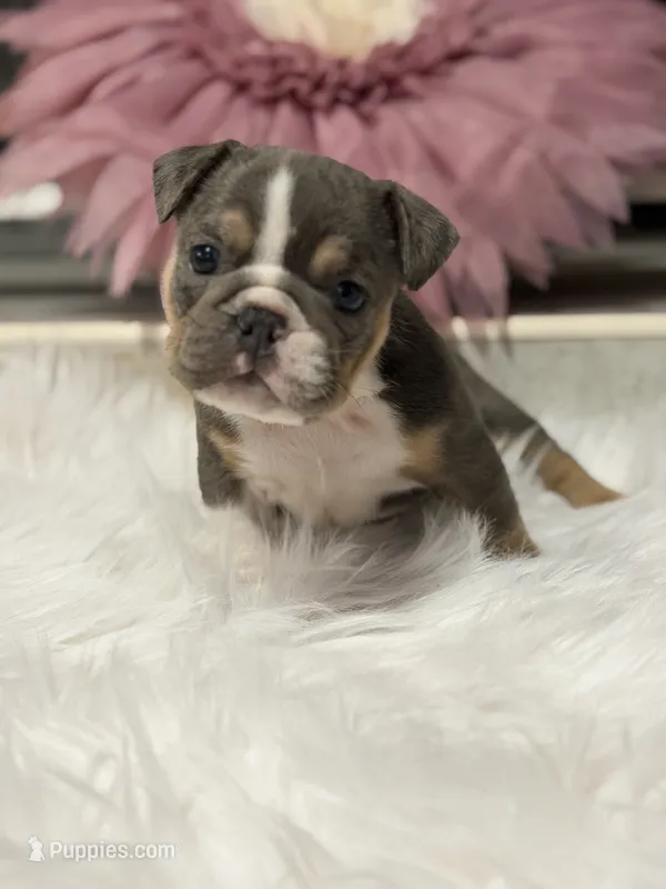 Penelope – English Bulldog puppy for sale in Dunnellon, FL