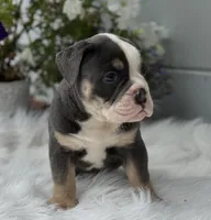 Tody , a male Olde English Bulldogge for sale in Ocala, FL – 2 of 10