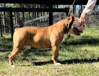 Trista , a female Olde English Bulldogge for sale in Dunnellon, FL – 9 of 10