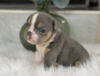 Penelope, a female English Bulldog for sale in Dunnellon, FL – 2 of 10