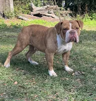 Jerry , a male Olde English Bulldogge for sale in Dunnellon, FL – 6 of 10