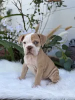 Star , a female Olde English Bulldogge for sale in Dunnellon, FL – 7 of 10
