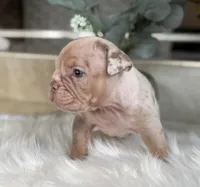 Amber , a female Olde English Bulldogge for sale in Ocala, FL – 4 of 8