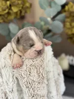 Jasper , a male English Bulldog for sale in Dunnellon, FL – 2 of 9