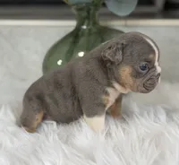 Penelope, a female English Bulldog for sale in Dunnellon, FL – 5 of 10