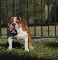 Penelope, a female English Bulldog for sale in Dunnellon, FL – 10 of 10
