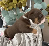 Linsey , a female Olde English Bulldogge for sale in Ocala, FL – 5 of 9