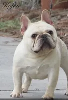 Tory , a male French Bulldog for sale in Ocala, FL – 10 of 10