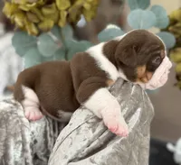 Laura , a female Olde English Bulldogge for sale in Ocala, FL – 2 of 8