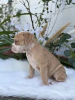 Star , a female Olde English Bulldogge for sale in Dunnellon, FL – 6 of 10