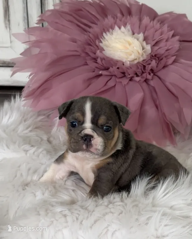 Penelope – English Bulldog puppy for sale in Dunnellon, FL