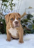 Mason , a male Olde English Bulldogge for sale in Dunnellon, FL – 2 of 10