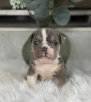 Penelope, a female English Bulldog for sale in Dunnellon, FL – 3 of 10