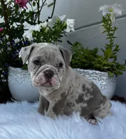 Iris , a female Olde English Bulldogge for sale in Ocala, FL – Photo 2 of 10