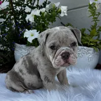 Iris , a female Olde English Bulldogge for sale in Ocala, FL – Photo 3 of 10