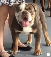 Iris , a female Olde English Bulldogge for sale in Ocala, FL – Photo 7 of 10