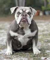 Iris , a female Olde English Bulldogge for sale in Ocala, FL – Photo 6 of 10